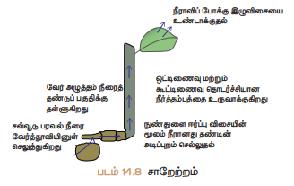 படம் 14.8 சாறேற்றம்