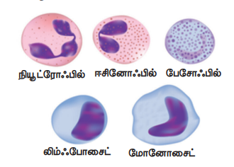 படம் 14.9 லியூக்கோசைட்டுகள்