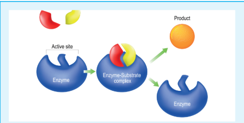 Figure 10.5 Mechanism of Enzyme Catalysis