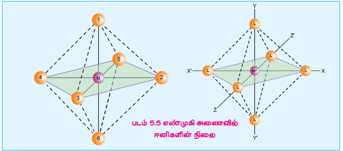 படம் 5.5 எண்முகி அணைவில் ஈனிகளின் நிலை
