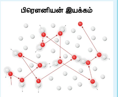 படம் 10.13 பிரெளனியின் இயக்கம்