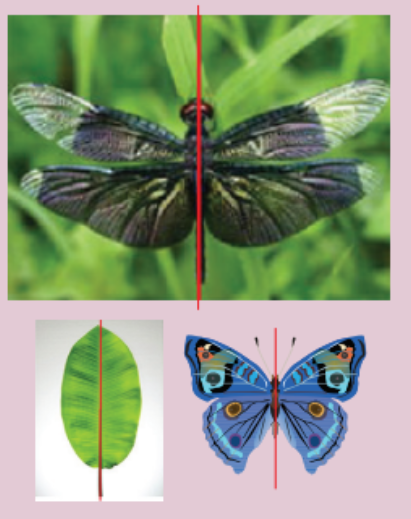 Symmetry in nature