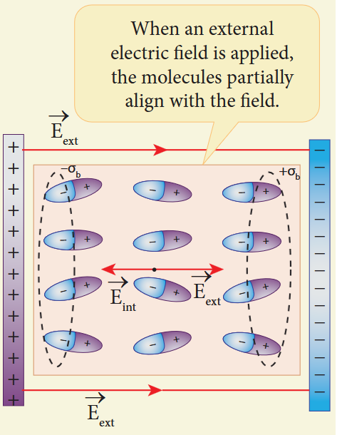 Figure 1.50 Induced electric field lines inside the dielectric